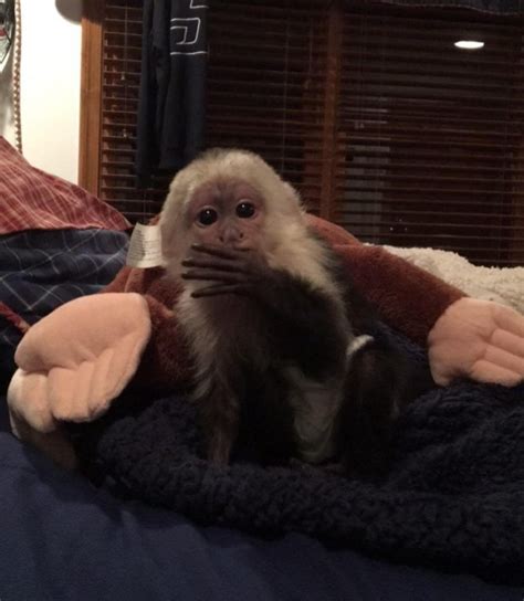 Male And Female Capuchin Monkeys Available