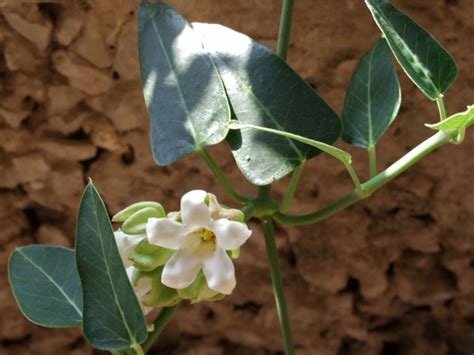 Araujia Sericifera Plantation Culture Entretien