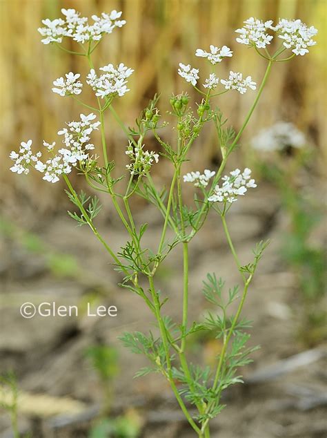 Coriandrum Sativum Photos Saskatchewan Wildflowers