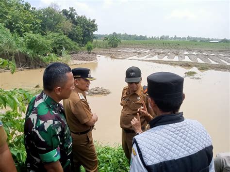 Tanggul Sungai Cipelang Jebol Ratusan Hektare Sawah Dan Ribuan Rumah