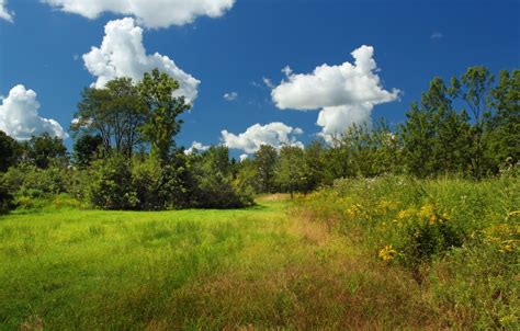 Fotos Gratis Paisaje árbol Naturaleza Bosque Camino Césped