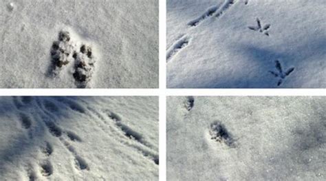 Footprints From A Rat