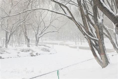 春雪如约而至 赛罕雪景美如画 一起来赏雪！澎湃号·政务澎湃新闻 The Paper