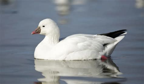 White Geese Breeds Farmhouse Guide