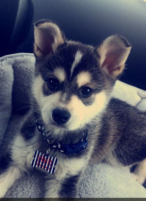 Alaskan Klee Kai Is A Mix Of What Breeds