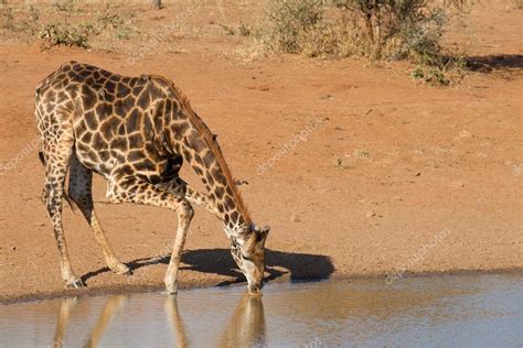 Southern Giraffe drinking, South Africa — Stock Photo © StuPorter #58377841