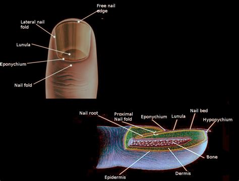 [figure Nail Anatomy Image Courtesy Dr Chaigasame] Statpearls Ncbi Bookshelf