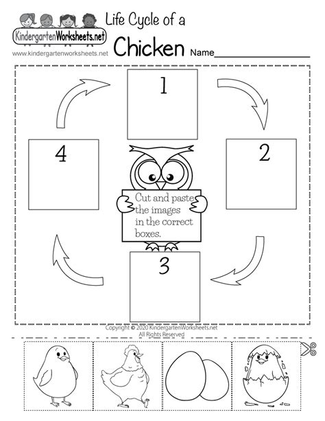 Chicken Life Cycle Worksheets For Kids