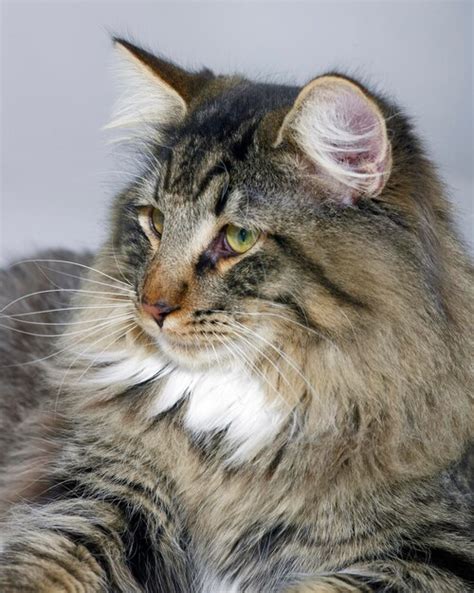 Premium Photo Norwegian Forest Cat Portrait