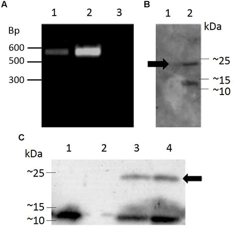 Frontiers Transgenic plants expressing ω ACTX Hv1a and snowdrop