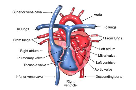 Heart Structure Diagram Labeled The Human Heart Labeled