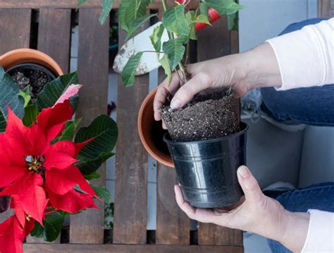 How to Keep A Poinsettia Alive For Years & Turn It Red Again