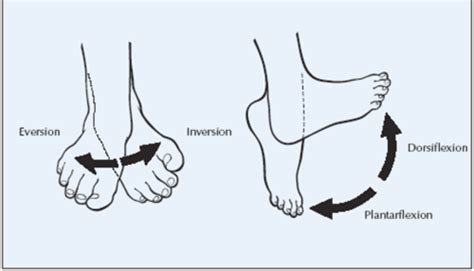 Muscles Of The Leg And Foot Adris Version Flashcards Quizlet