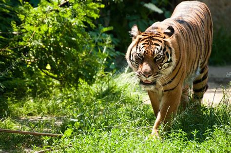 Malayan tiger Stock Photo by ©valphoto 22851912