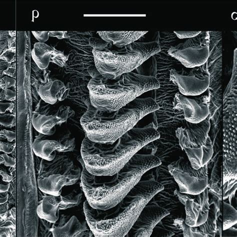 Internal view of the proventriculus of Uvarovites inflatus (Uvarov ...