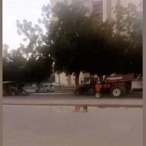 Most Funny cat 🐈 Fight ever seen do watch till end. 🤣 : r/KarachiHangout