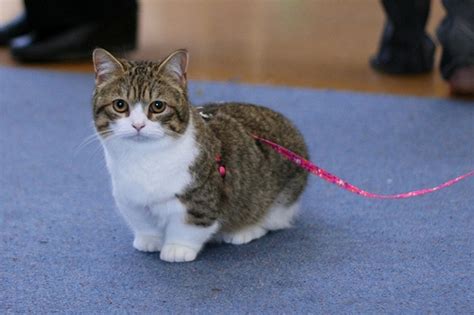 Munchkin Cat Breeders Rescue Pictures Facts Care Animals Adda