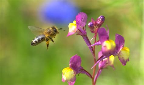 Netzwerk Bluehende Landschaft Mellifera E V Needs Help With A Google