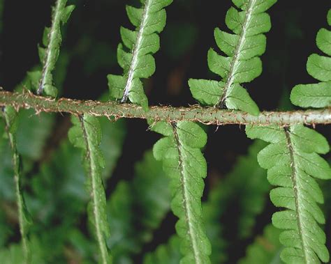 Dryopteris Affinis Subsp Affinis