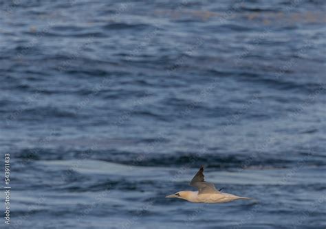 Gannet, in its migration through the Cantabrian Sea! Stock Photo ...