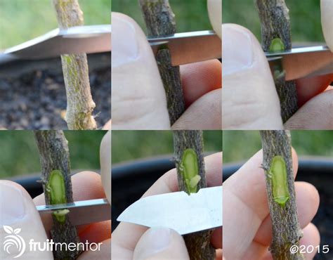 Grafting Citrus Trees How To Bud Graft Successfully