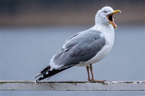 What Do Seagulls Eat