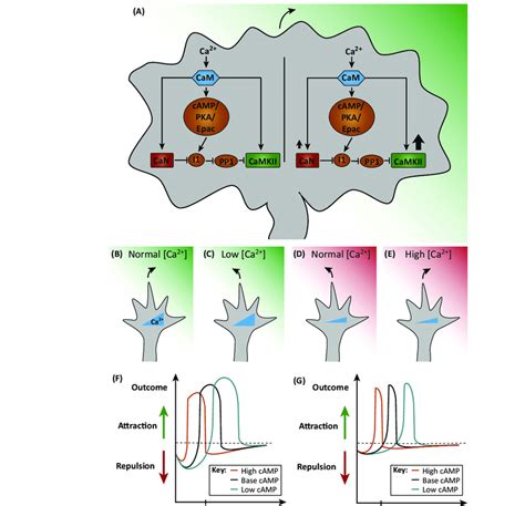 A Mathematical Model For How Calmodulin Dependent Protein Kinase Ii