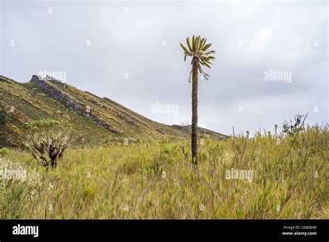 Frailejones Endemic Flowers Of The Paramo Of South America The