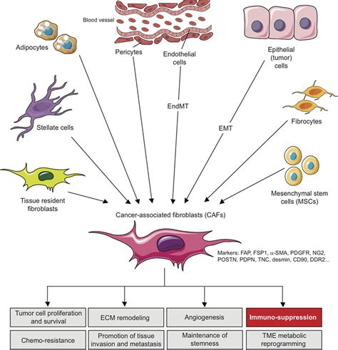 Frontiers Alteration Of The Antitumor Immune Response By Cancer