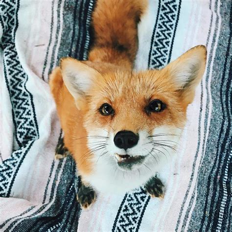 Heres What Its Like To Live With Juniper The Worlds Happiest Fox