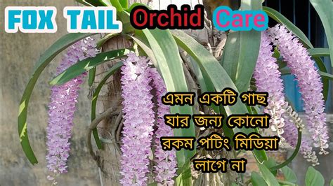 Foxtail Orchid Care