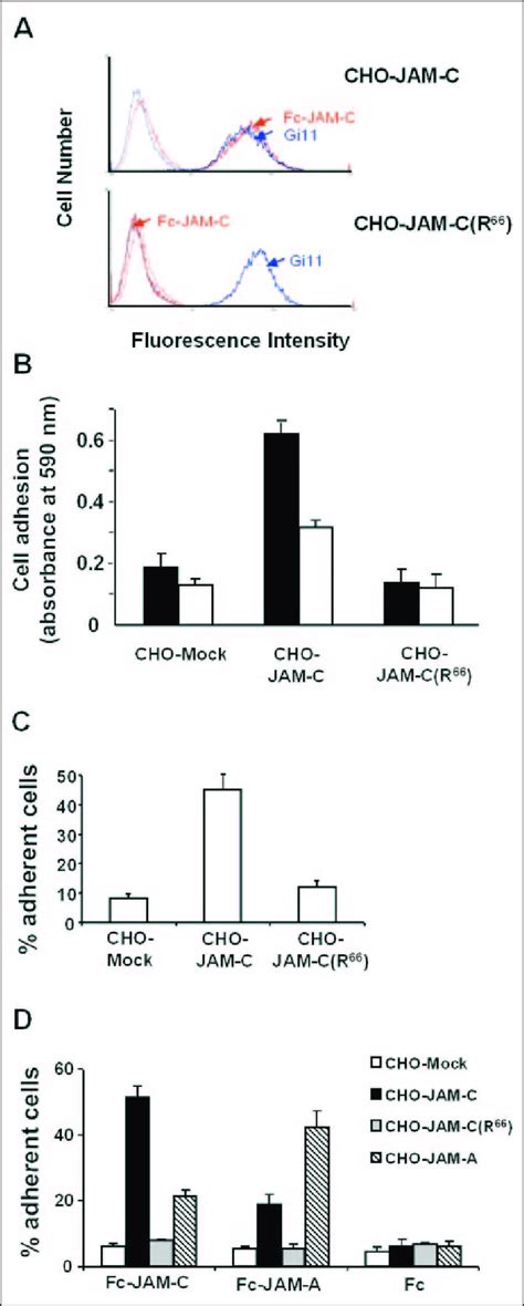 The Role Of The Arg 64 Ile 65 Glu 66 Motif In The Homophilic