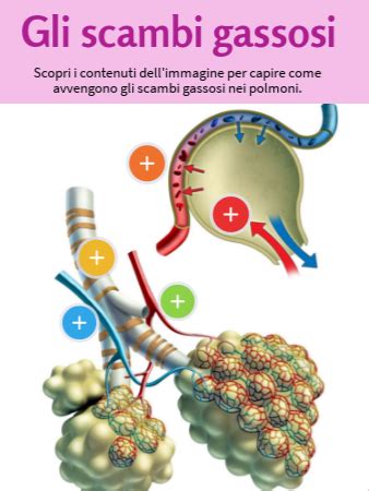 Gli Scambi Gassosi