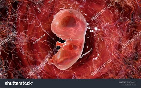 Human Fetus 6 Weeks 3d Render Stock Illustration 2207990517 Shutterstock