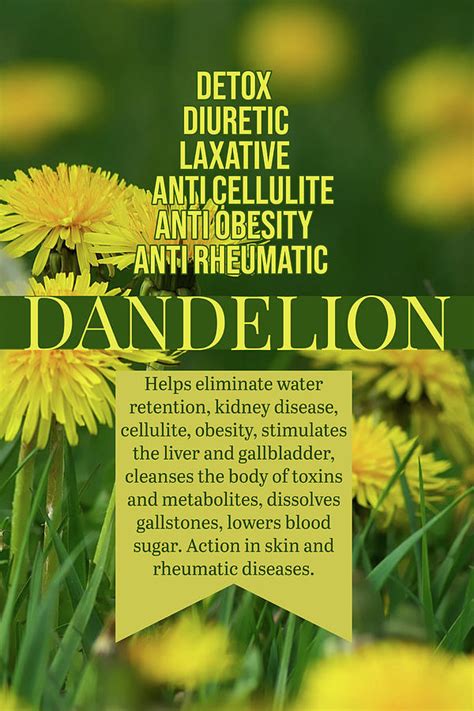 Dandelion Herb Benefits Ornament Photograph By Ana Naturist Fine