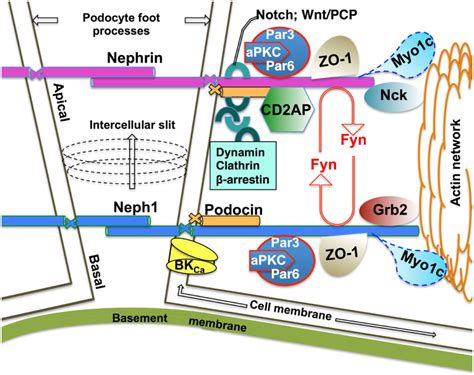 Schematic Of The Functional Neph1nephrin Protein Complex At The Mature