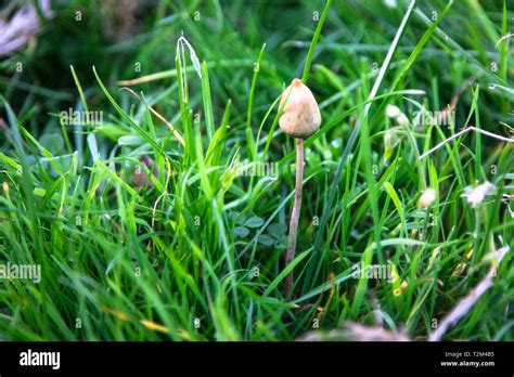 Liberty Cap Mushroom Hi Res Stock Photography And Images Alamy