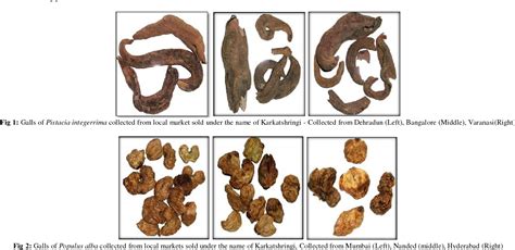 Figure 1 From Pharmacognostic Evaluation Of Galls Of Pistacia