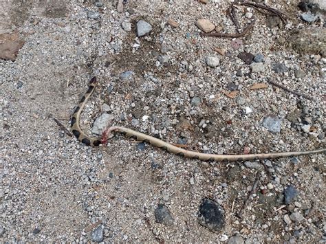 Southwestern Cat Eyed Snake From Morelos Manzanillo Col