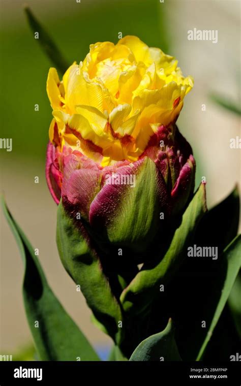 Double Tulip Ice Cream Hi Res Stock Photography And Images Alamy