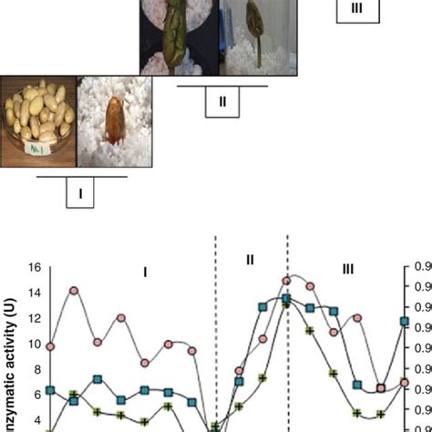 (a) Visible changes during germination process of cacao criollo seeds... | Download Scientific ...