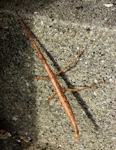 Amazing Stick Insect - Giant Stick Bug Facts, Photos, Information ...
