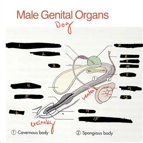 Male Genital Organs Canine Flashcards Quizlet