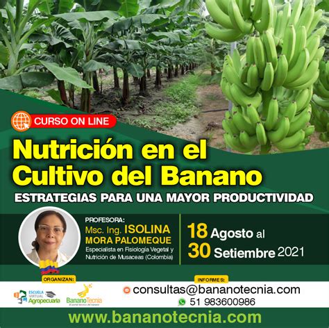 Curso online Nutrición en el cultivo del banano Bananotecnia