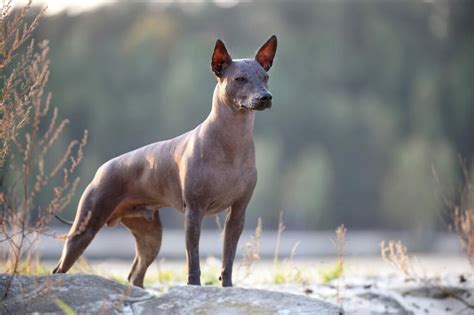 Der Xoloitzcuintle Im Rassenportrait Edogs Magazin