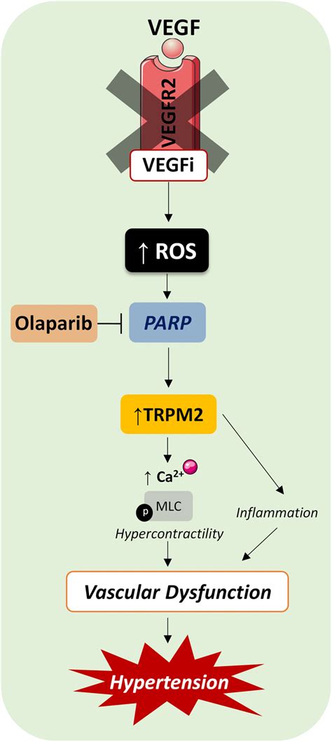 Role Of Parp And Trpm In Vegf Inhibitorinduced Vascular Dysfunction