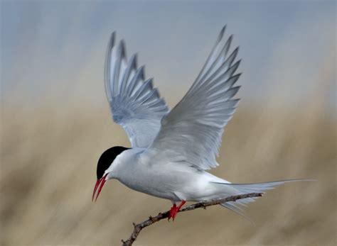 Arctic Tern The Furthest Migrator Owen Deutsch Photography