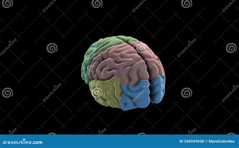 Brain Rotation Loop Background 3d Rendering Animation Human Brain Lobe