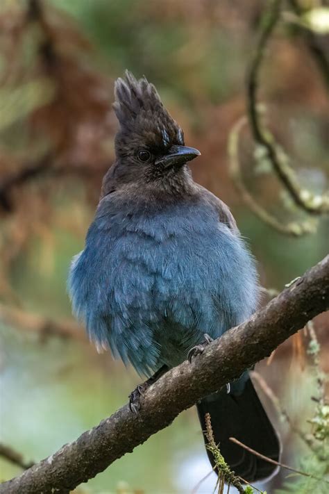 Stellar S Jay Our Yard 12 16 2023 Noted This Guy As The Varied Thrush