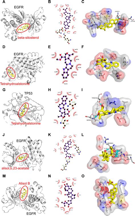 Frontiers Elucidating The Anti Hypertensive Mechanisms Of Uncaria